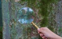 diagnosing a tree that has fungus